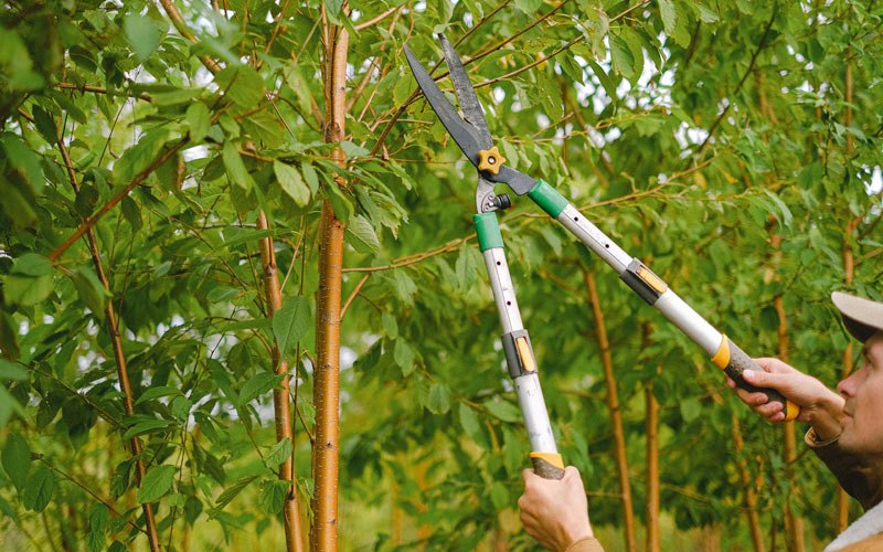 Tree trimming in Sauk City, WI